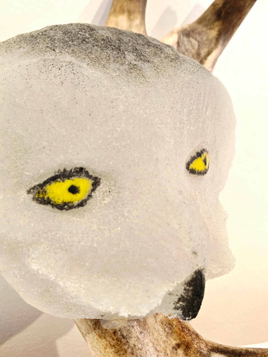 Snowy Owl