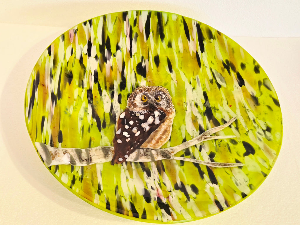 Boreal Owl