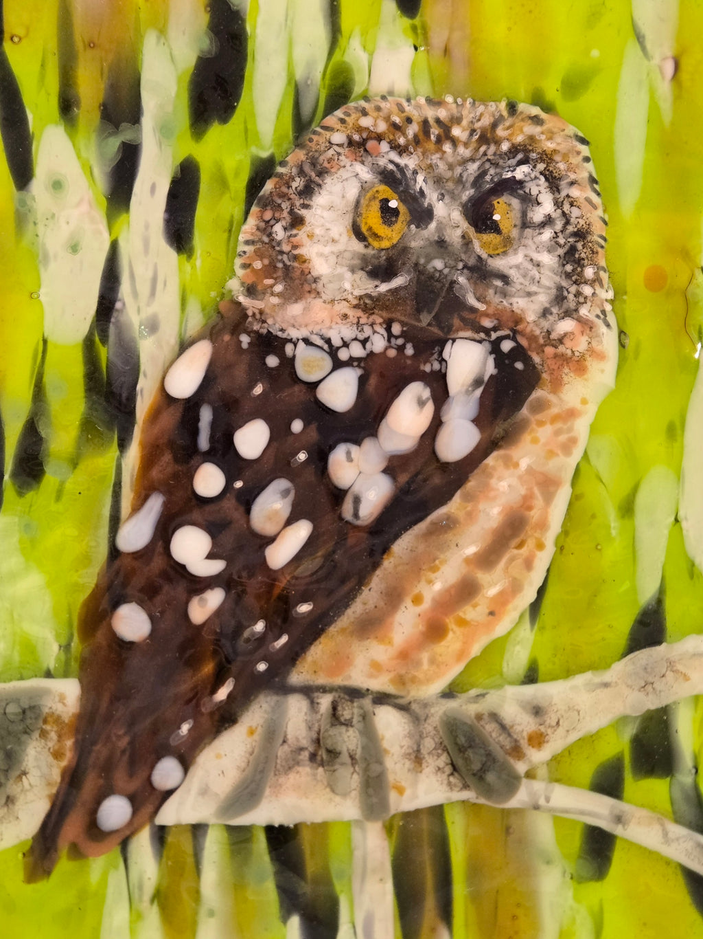 Boreal Owl
