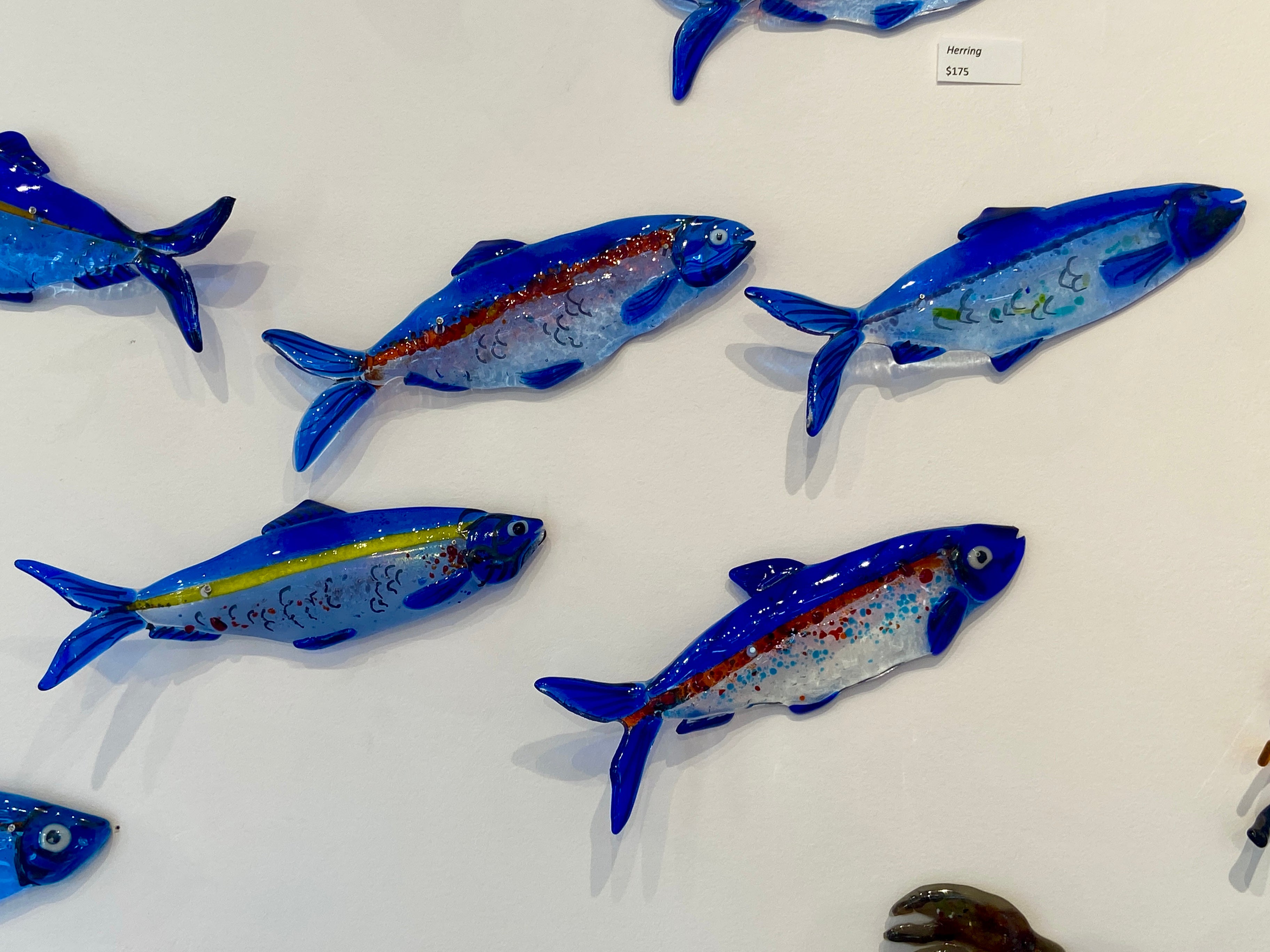 Herring
