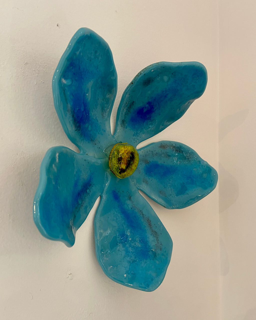 Forget-me-not