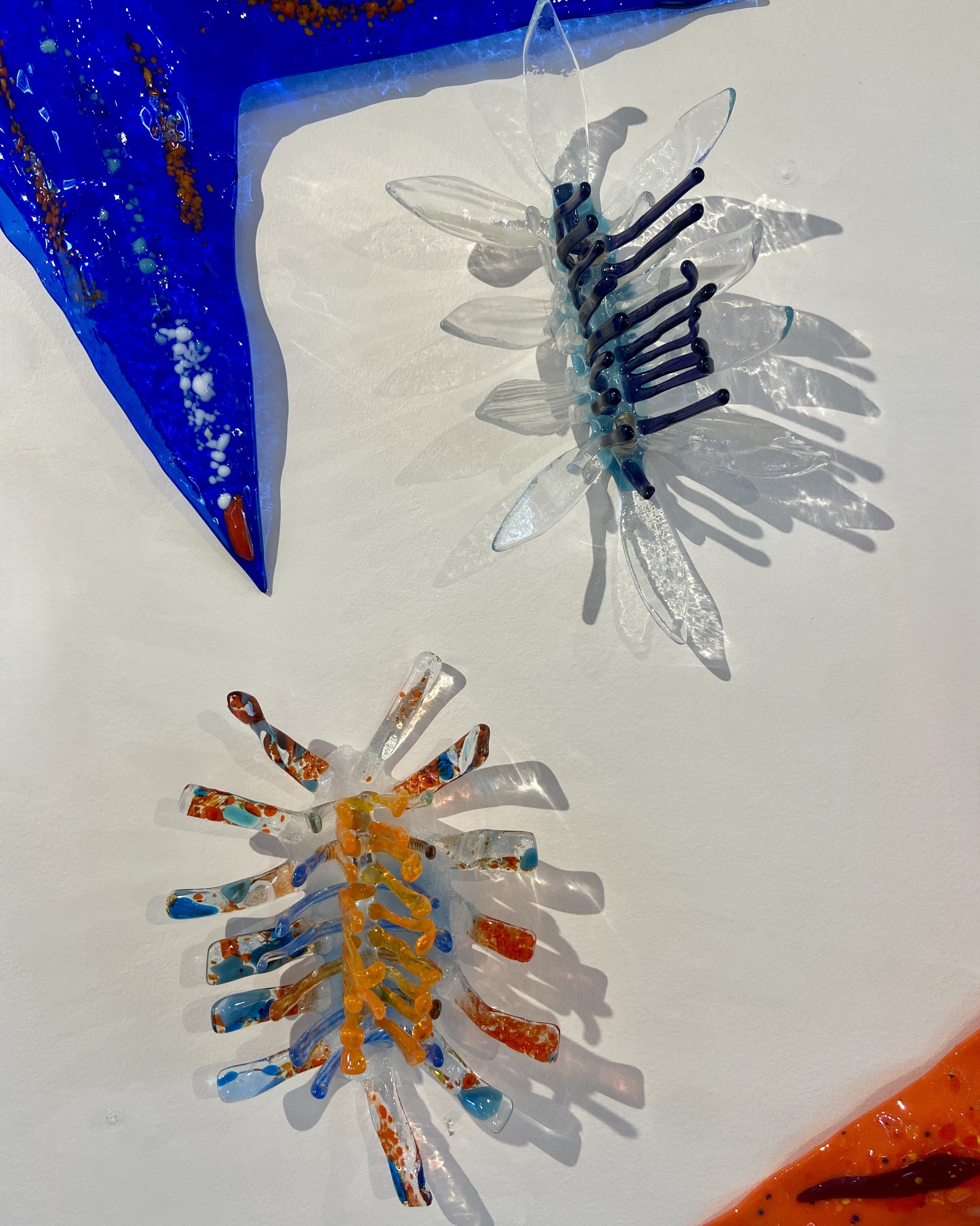 Nudibranch