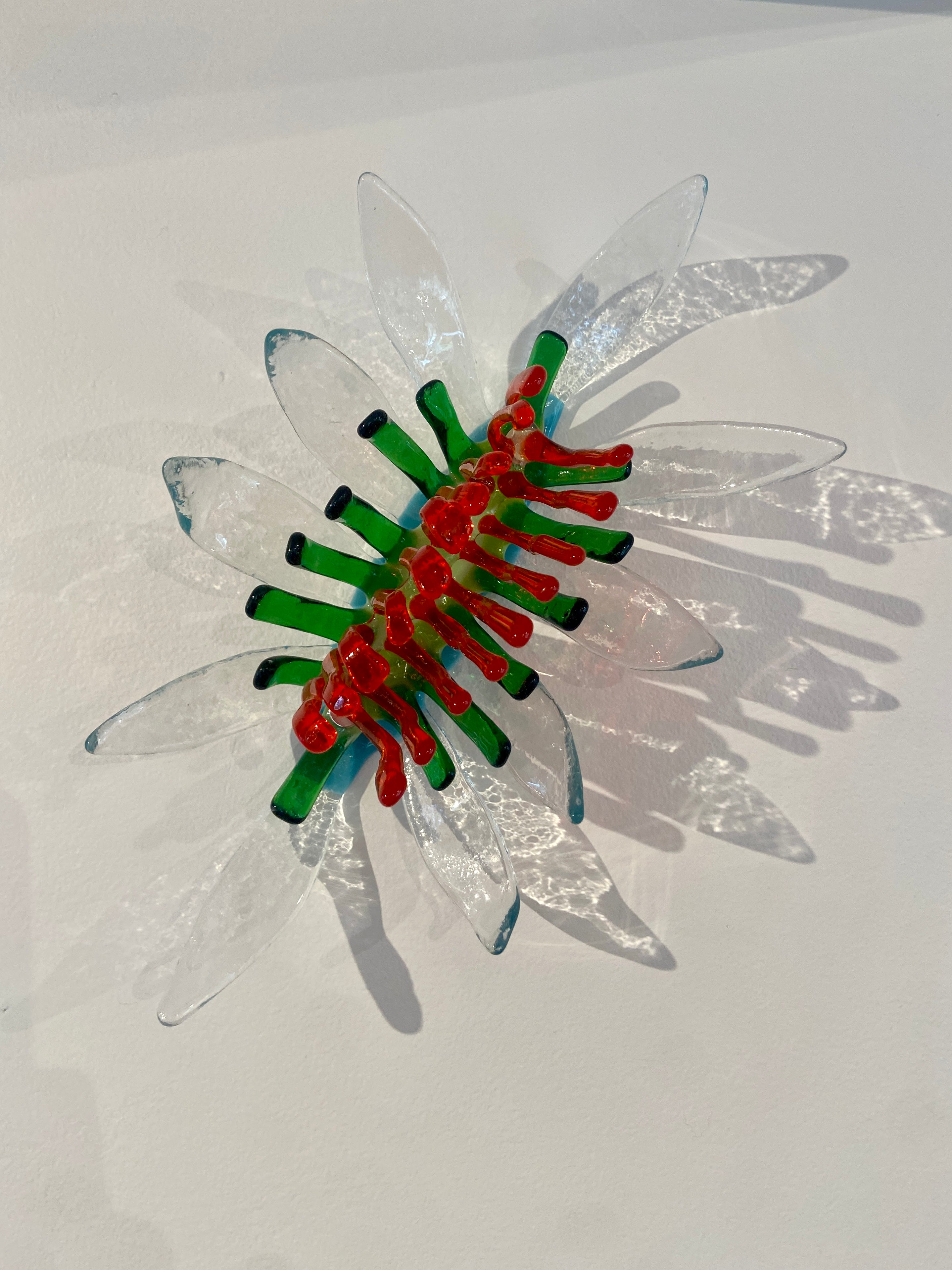 Nudibranch