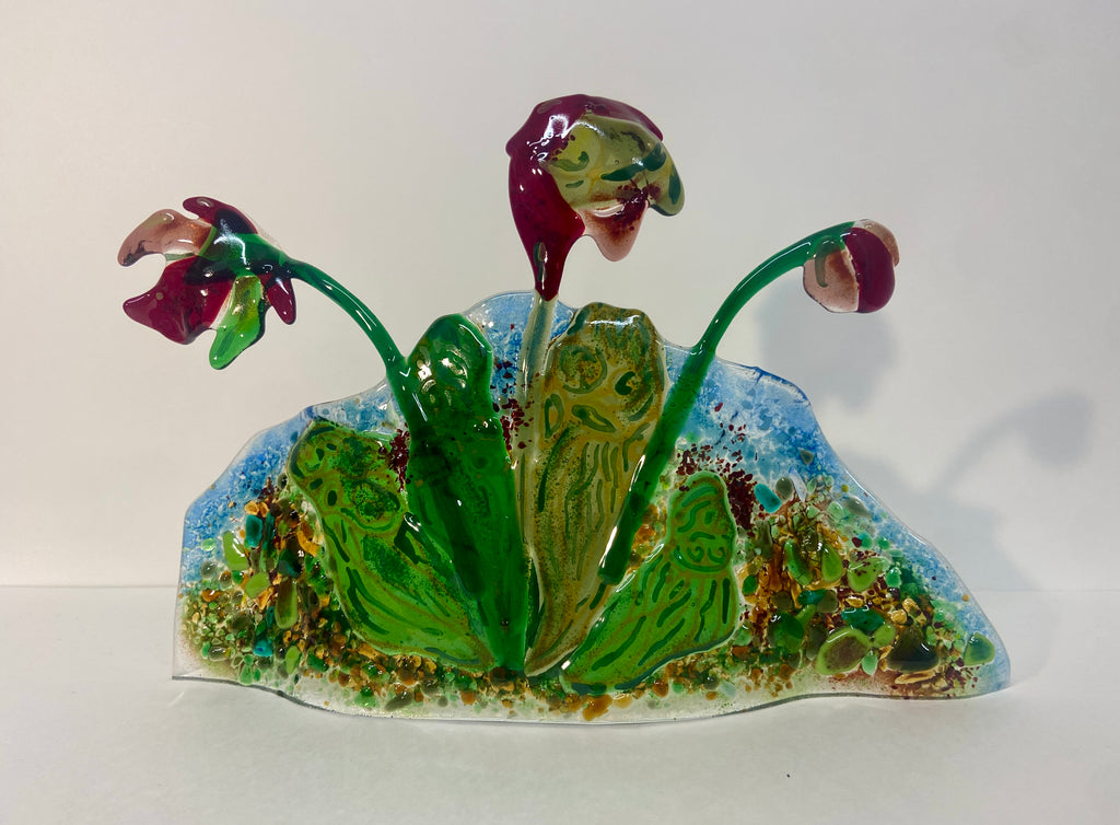 Pitcher Plants