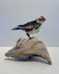 Snowbunting
